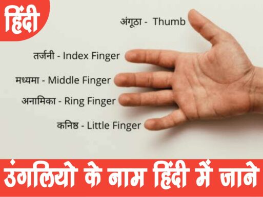 Fingers Name in Hindi | उंगलियों के नाम हिंदी में