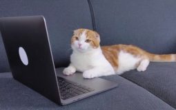 Snippet-Ready Content: FAQ, TL;DR, and Schema Structure