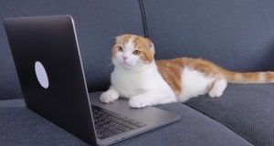 Snippet-Ready Content: FAQ, TL;DR, and Schema Structure