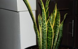 3 Plant Care Tools That Help Beginners Keep Plants Alive And Thriving