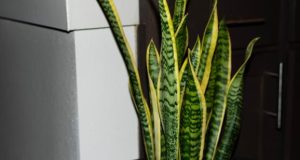 3 Plant Care Tools That Help Beginners Keep Plants Alive And Thriving