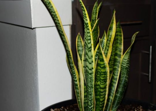 3 Plant Care Tools That Help Beginners Keep Plants Alive And Thriving