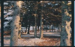 How to Remove White Lines From Scanned Photos in GIMP