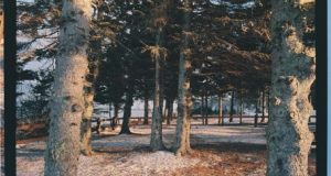 How to Remove White Lines From Scanned Photos in GIMP